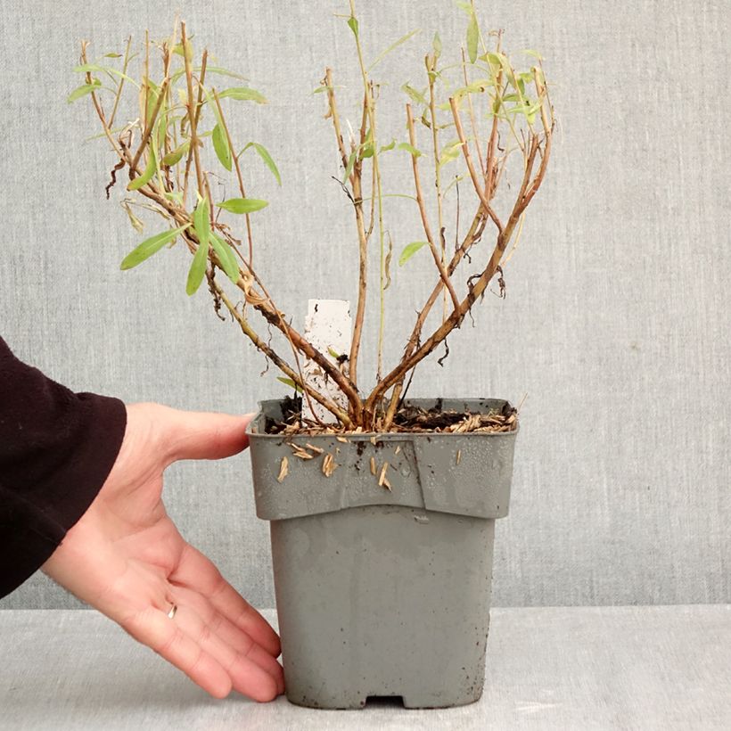 Gaura lindheimeri Baby Butterfly Dark Pink - Lindheimer's Beeblossom 2L/3L pot sample as delivered in autumn