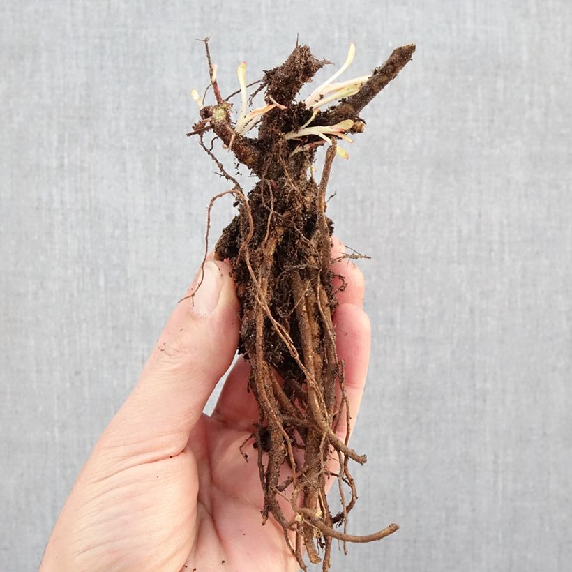 Gaura lindheimeri Blanche - Beeblossom Bare root sample as delivered in winter