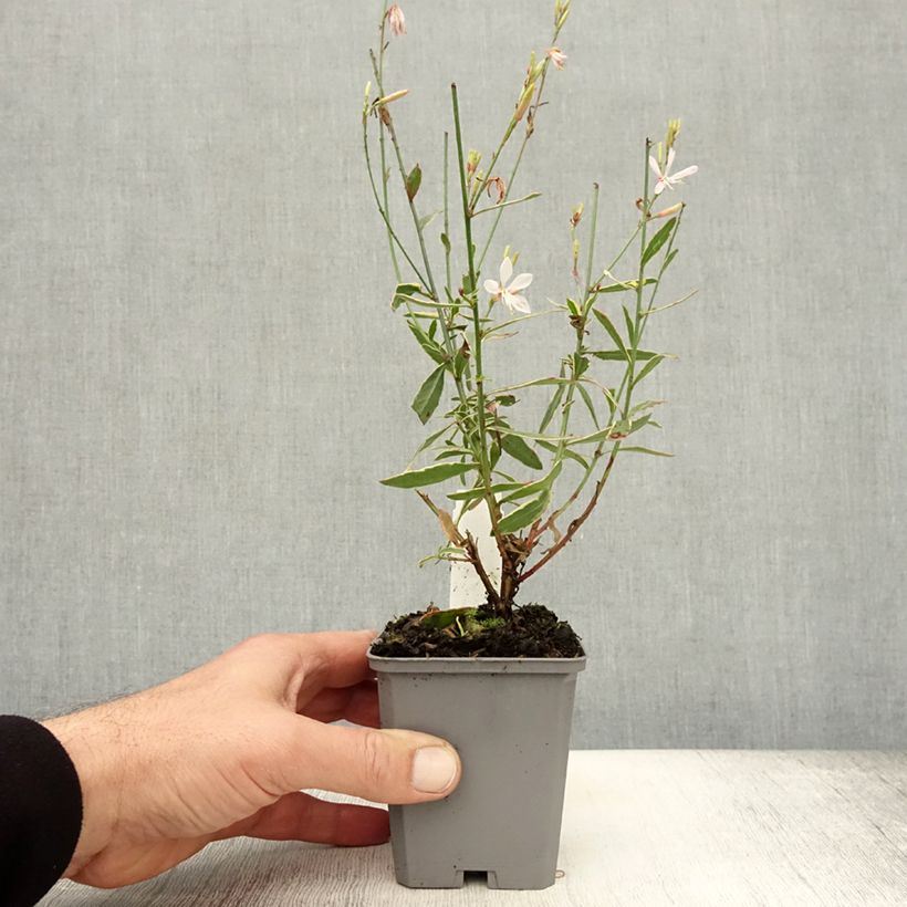 Gaura lindheimeri Corries Gold 8/9 cm pot sample as delivered in autumn