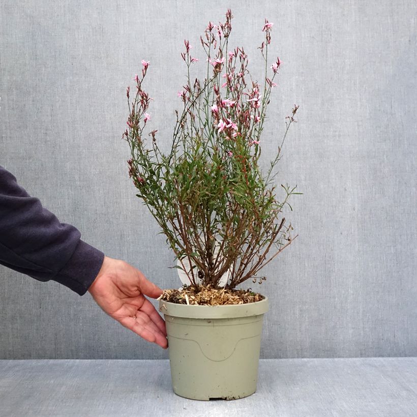 Gaura lindheimeri Passionate Blush 3L/4L pot sample as delivered in autumn