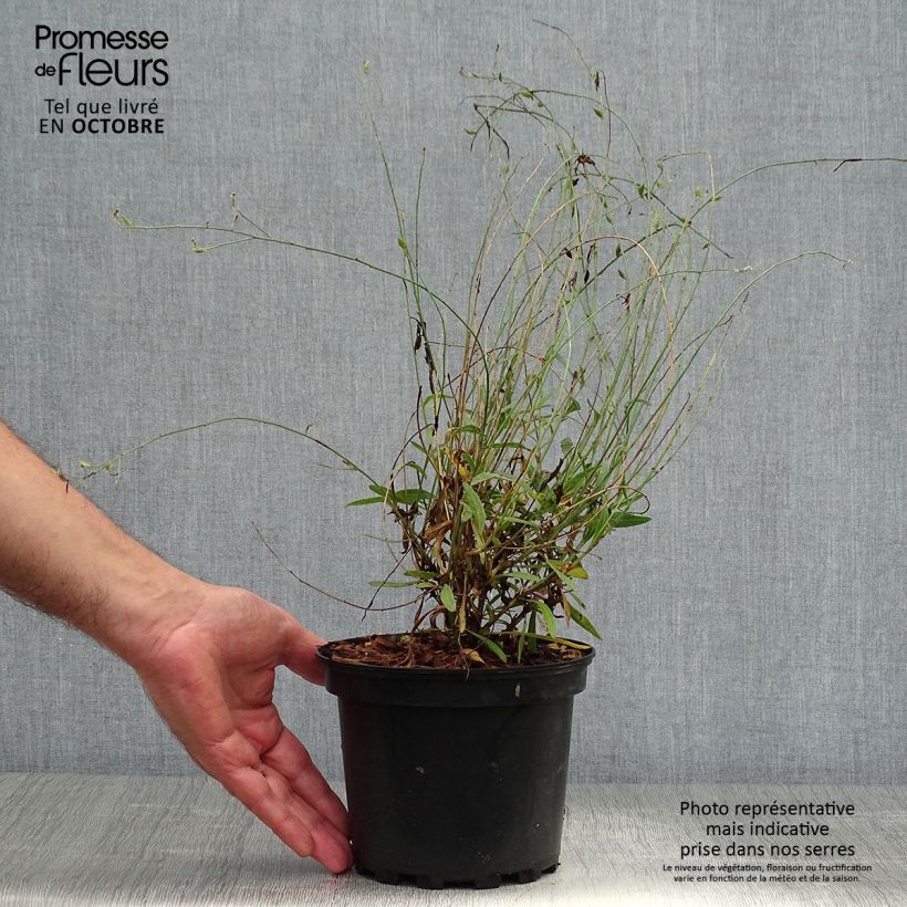 Gaura lindheimeri Siskiyou pink 2L/3L pot sample as delivered in autumn