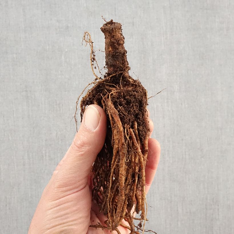 Gaura lindheimeri Siskiyou pink Bare root sample as delivered in winter
