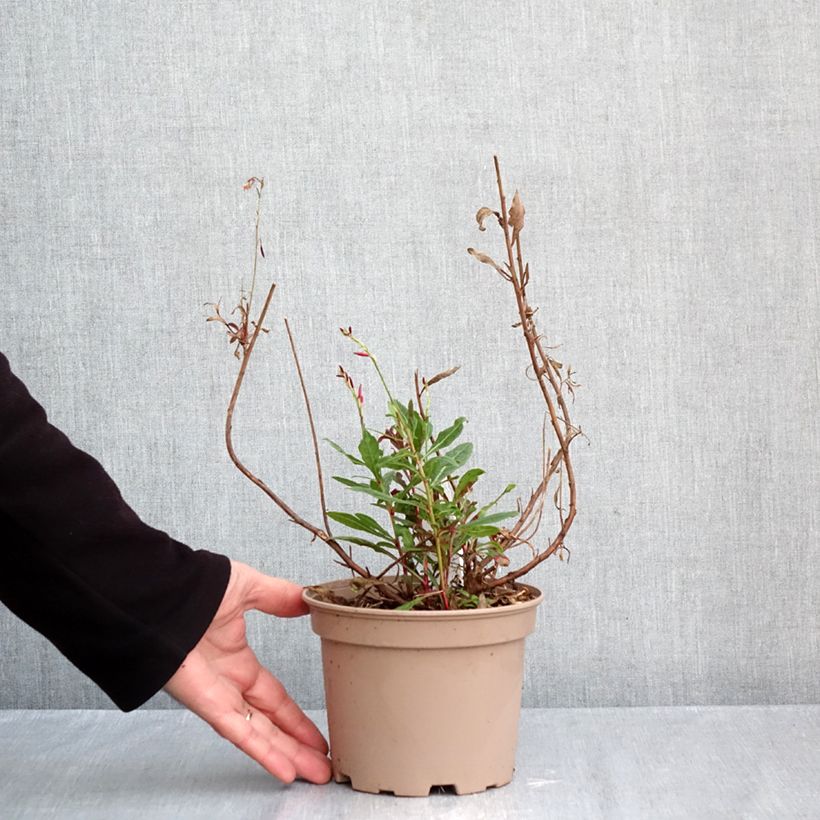Gaura lindheimeri Rosy Jane 2L/3L pot sample as delivered in autumn