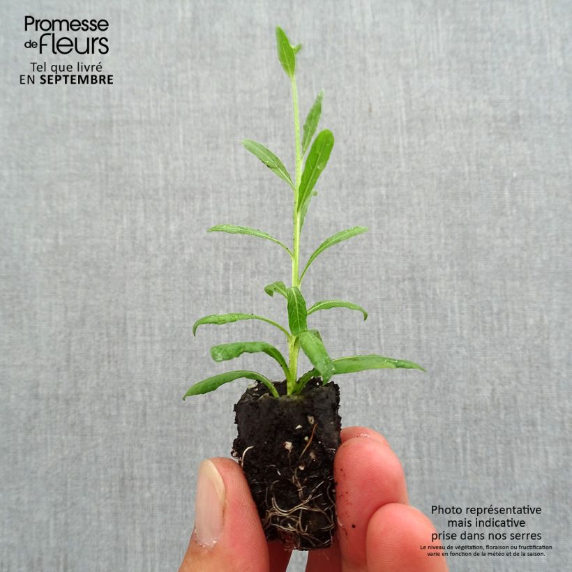 Gaura lindheimeri Snowbird Plug plant 3/4cm sample as delivered in autumn