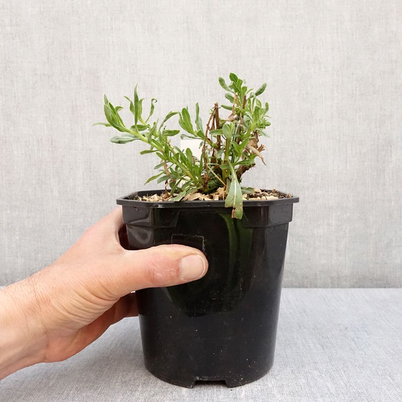 Gaura lindheimeri Snowbird 2L/3L pot sample as delivered in spring