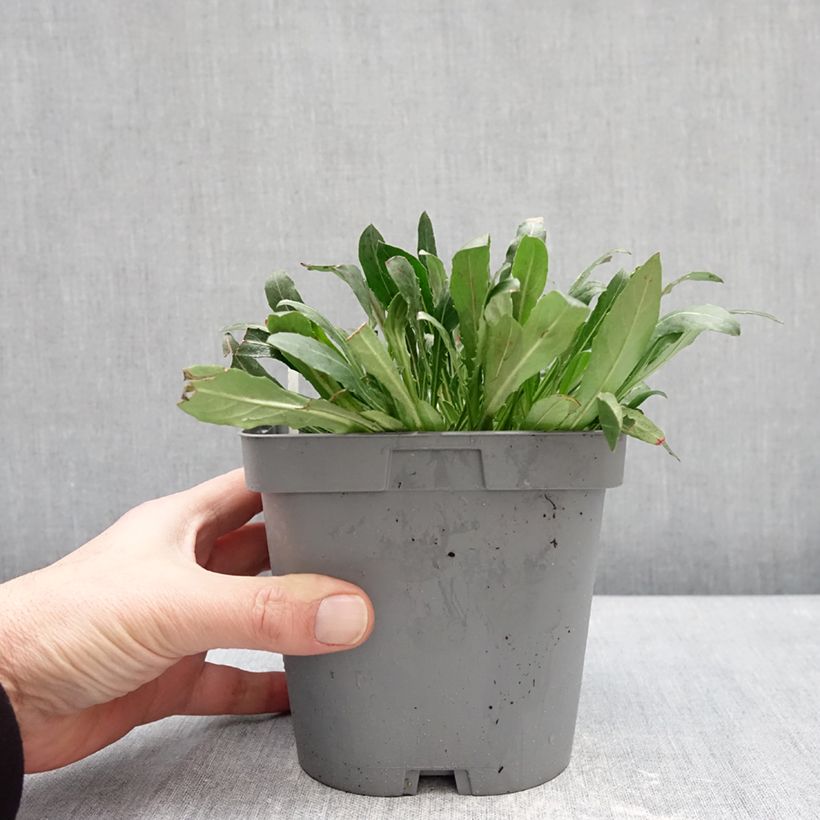 Gaura lindheimeri Summer Breeze 2L/3L pot sample as delivered in winter