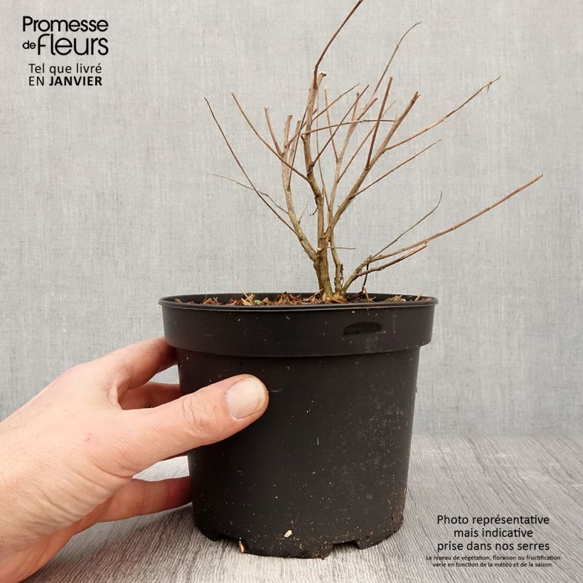 Gaura lindheimeri Whirling Butterflies 2L/3L pot sample as delivered in winter