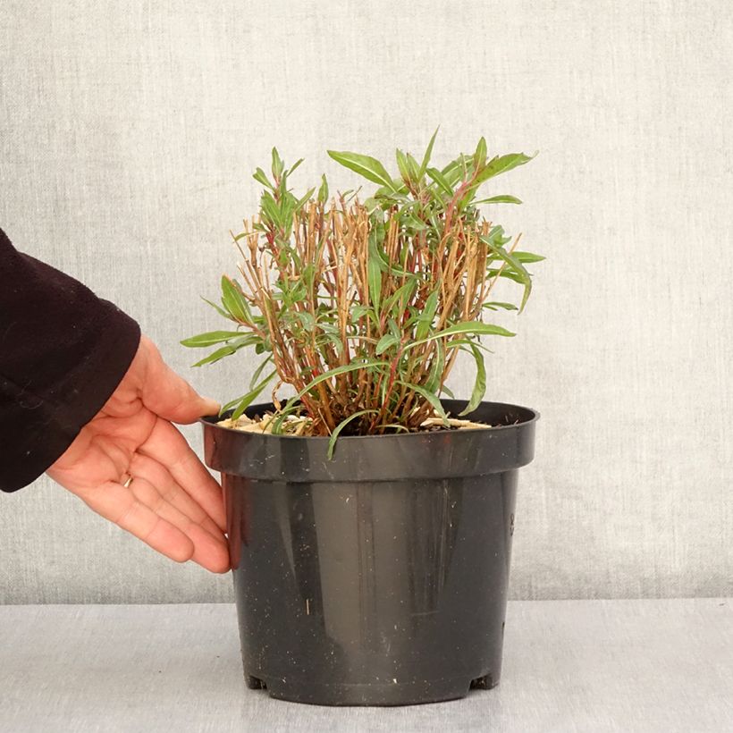 Gaura lindheimeri Whirling Butterflies 2L/3L pot sample as delivered in spring