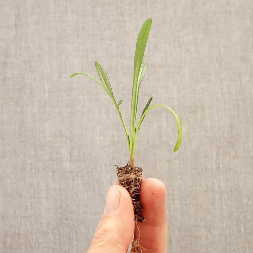 Gazania rigens Wonderwall Mix Plug plant 1.5/2.5 cm sample as delivered in spring