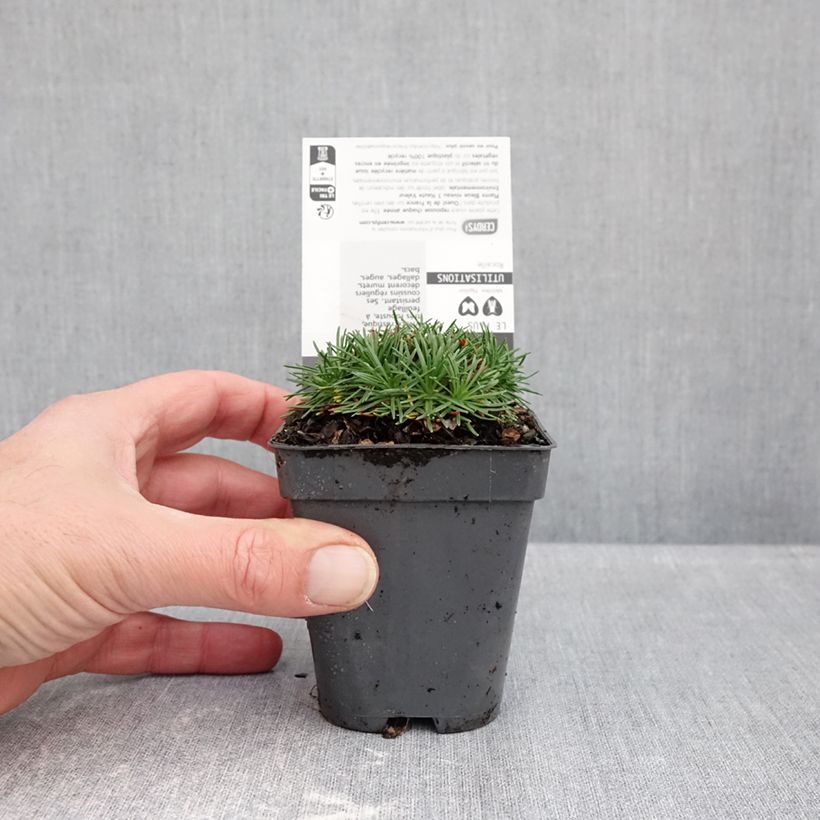 Armeria juniperifolia Bevans Variety - Sea Thrift 8/9 cm pot sample as delivered in autumn