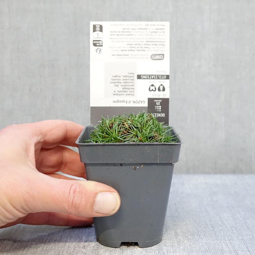 Armeria juniperifolia Bevans Variety - Sea Thrift 8/9 cm pot sample as delivered in winter