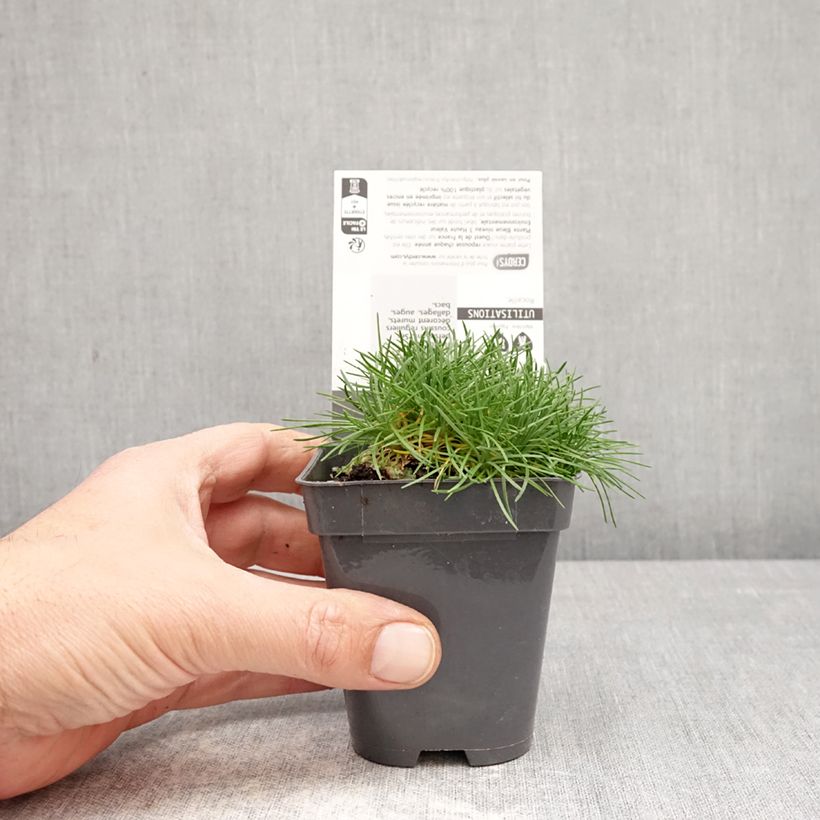 Armeria juniperifolia Bevans Variety - Sea Thrift 8/9 cm pot sample as delivered in spring