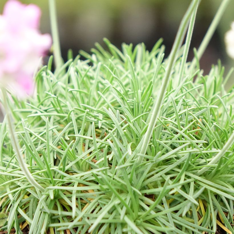 Armeria juniperifolia Bevans Variety - Sea Thrift (Foliage)
