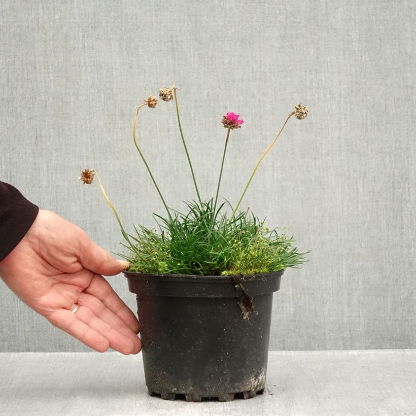 Armeria maritima Düsseldorfer Stolz - Sea Thrift 2L/3L pot sample as delivered in autumn