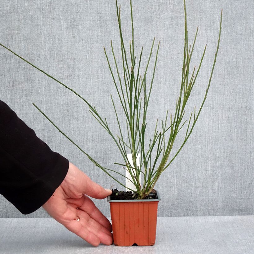 Cytisus scoparius Goldfinch 8/9 cm pot sample as delivered in spring