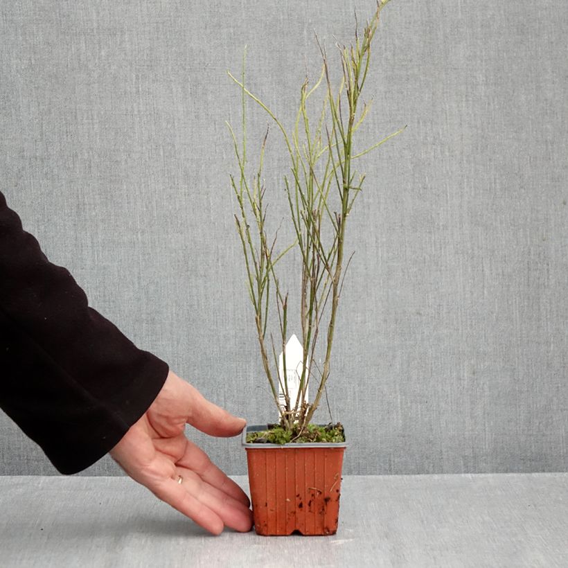 Cytisus scoparius Luna 8/9 cm pot sample as delivered in autumn