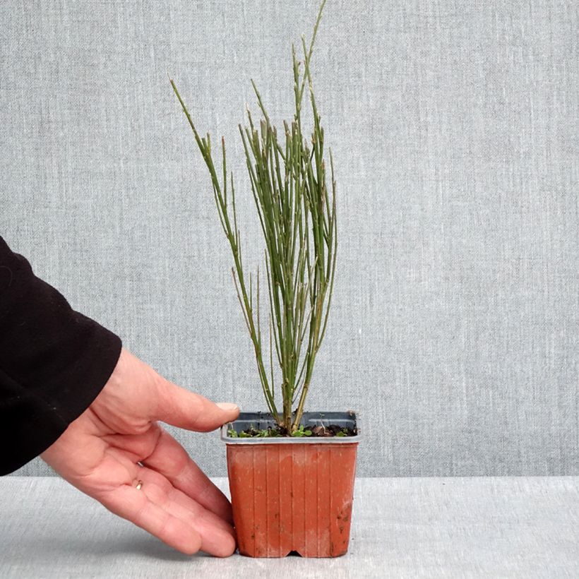 Cytisus scoparius Luna 8/9 cm pot sample as delivered in spring