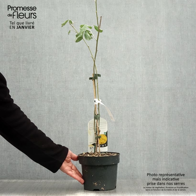 Cytisus battandieri 3L/4L pot sample as delivered in winter