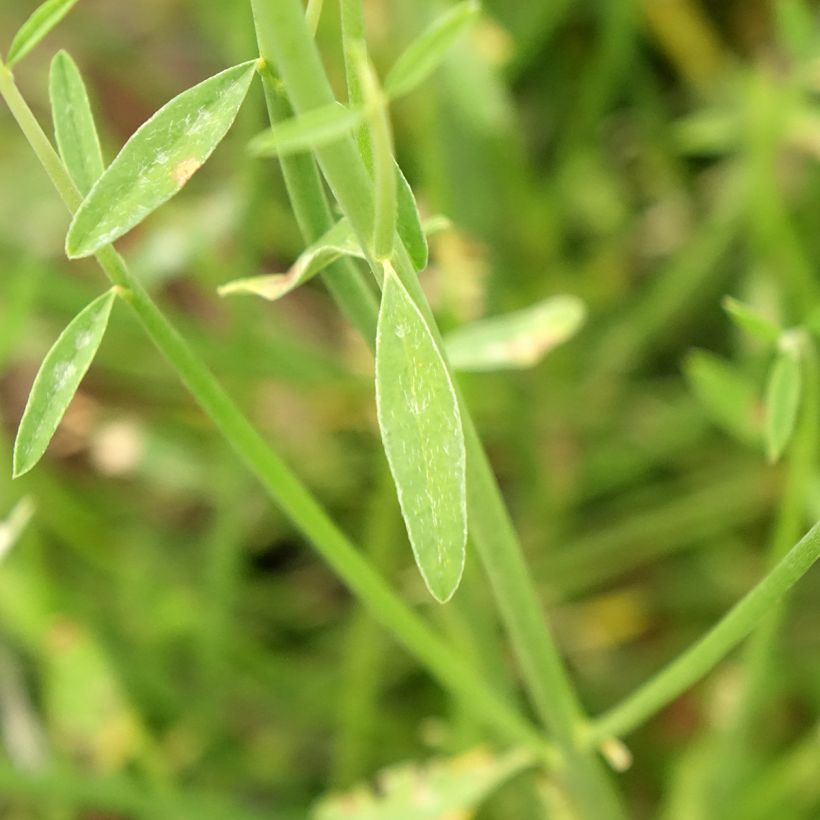 Spartium junceum (Foliage)