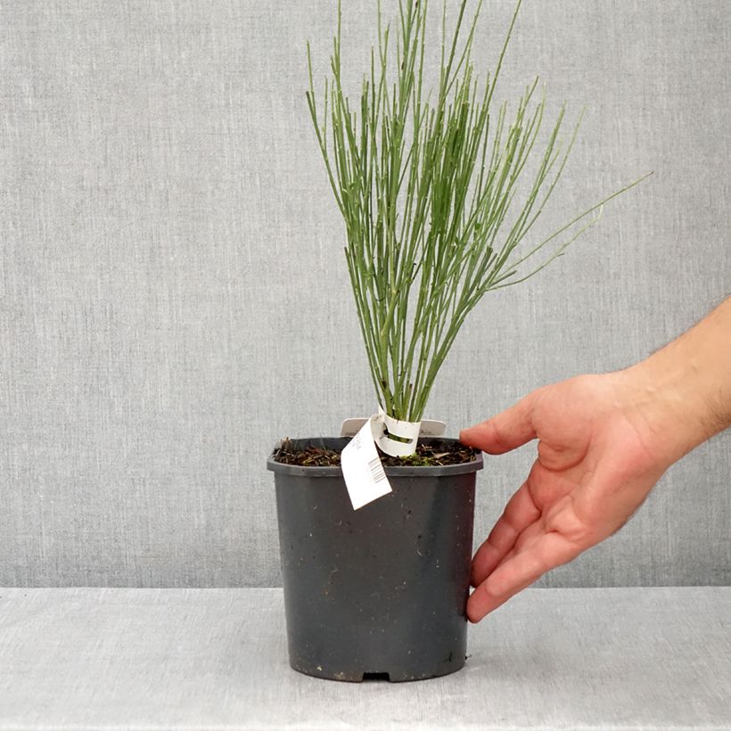 Cytisus praecox Albus 2L/3L pot sample as delivered in summer
