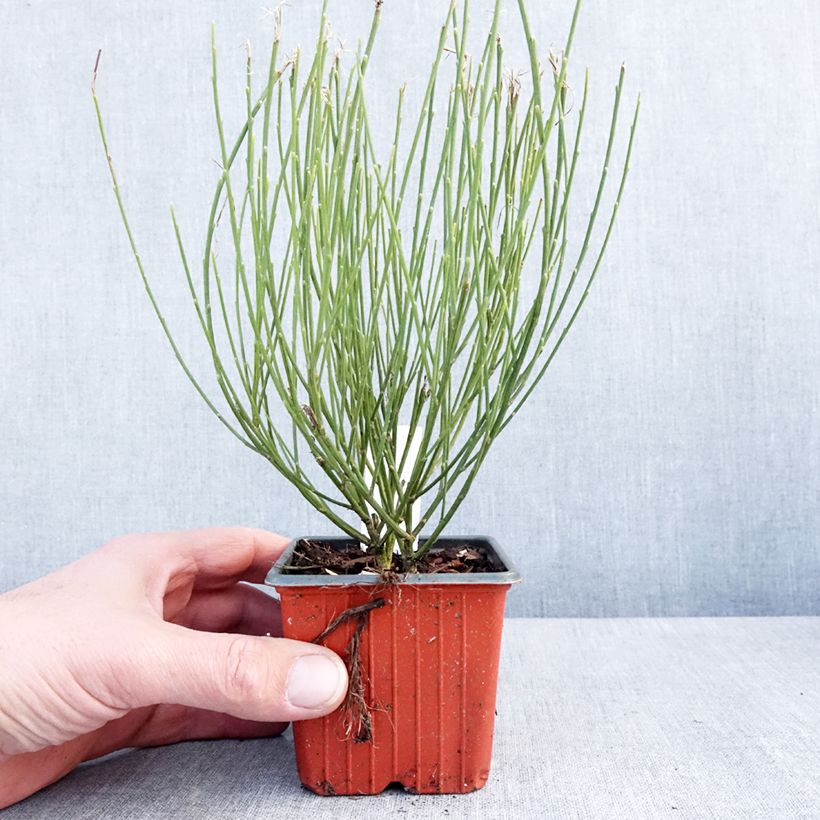 Cytisus praecox 8/9 cm pot sample as delivered in winter