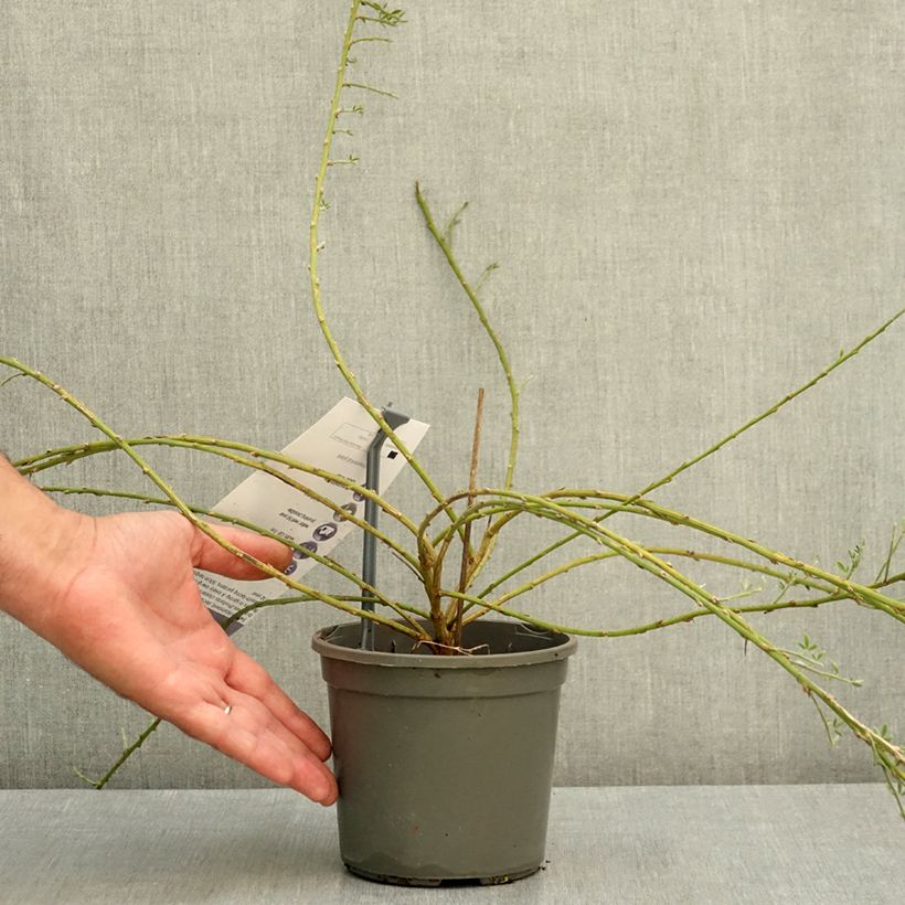 Cytisus x kewensis 2L/3L pot sample as delivered in summer