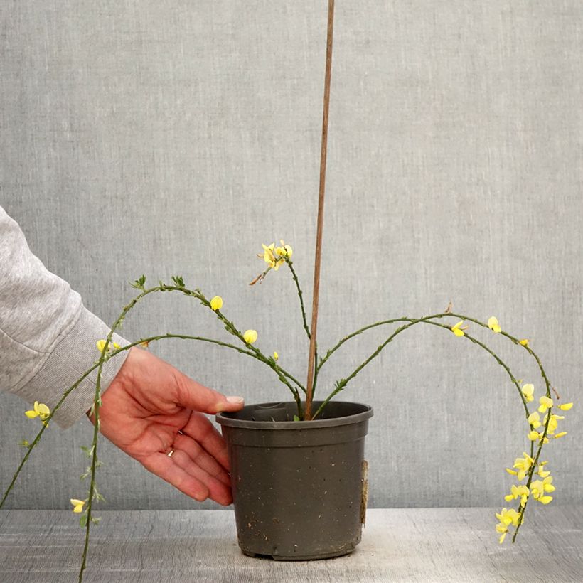 Cytisus x kewensis 2L/3L pot sample as delivered in spring