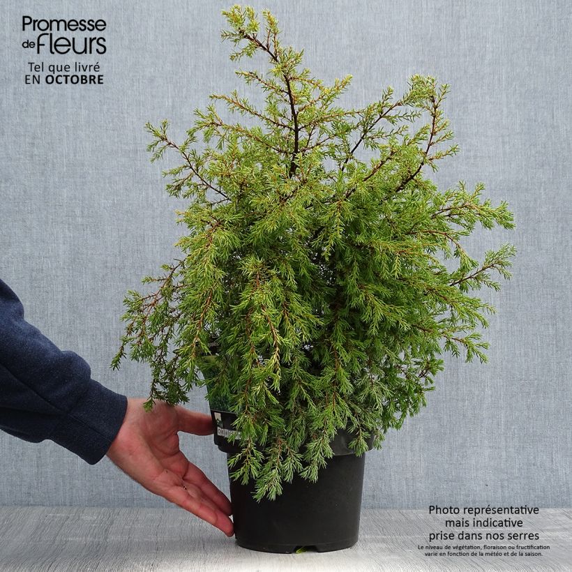 Juniperus communis Gold Cone 2L/3L pot sample as delivered in autumn