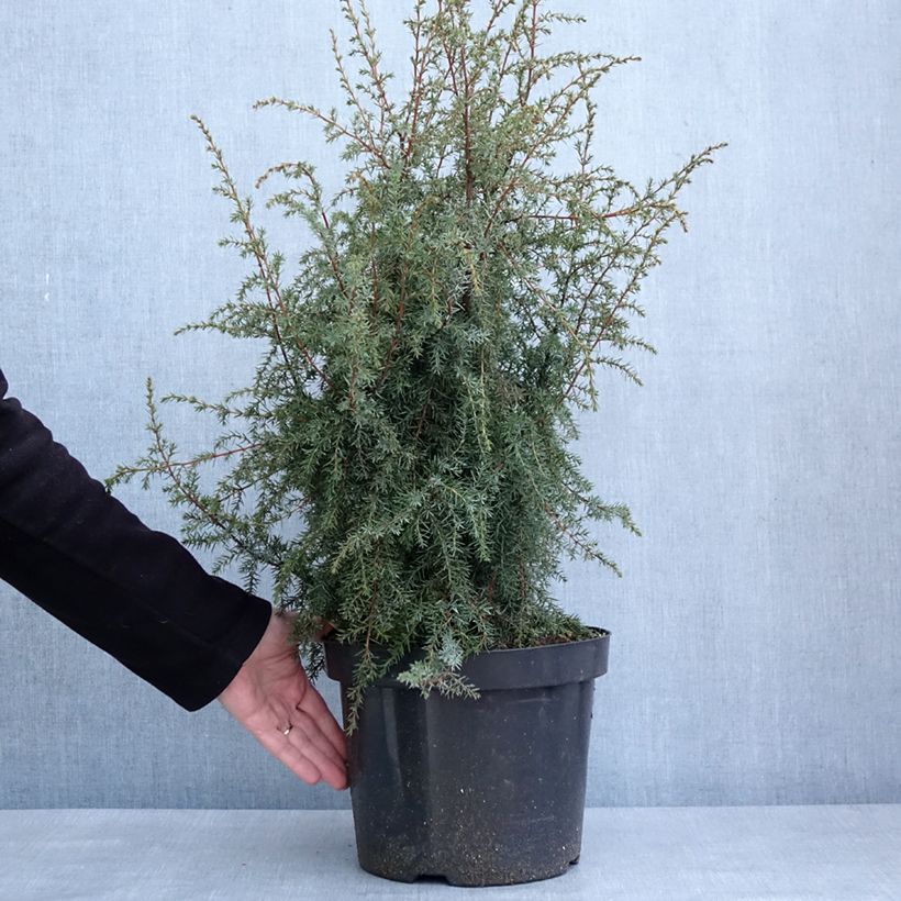 Juniperus communis Hibernica 7.5L/10L pot sample as delivered in winter