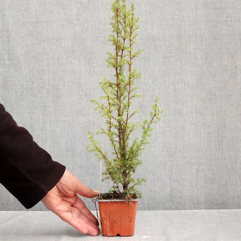 Juniperus communis Hibernica 8/9 cm pot sample as delivered in autumn