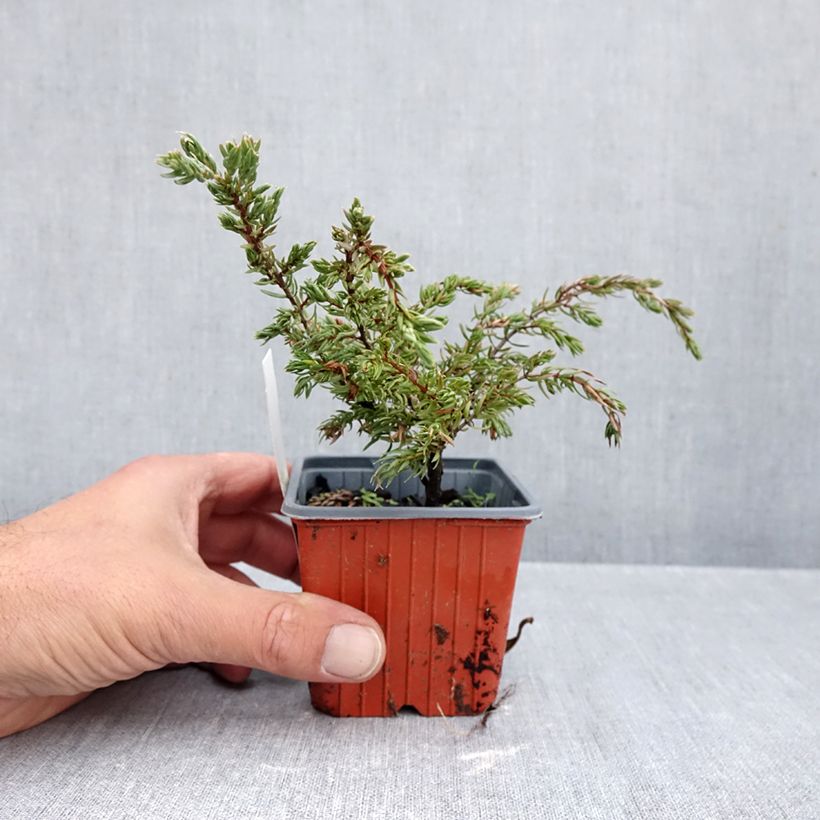 Juniperus communis Repanda 8/9 cm pot sample as delivered in autumn