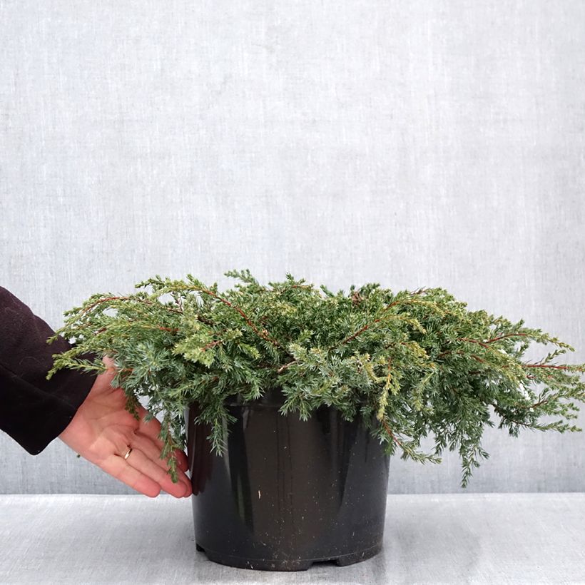 Juniperus communis Repanda 7.5L/10L pot sample as delivered in winter