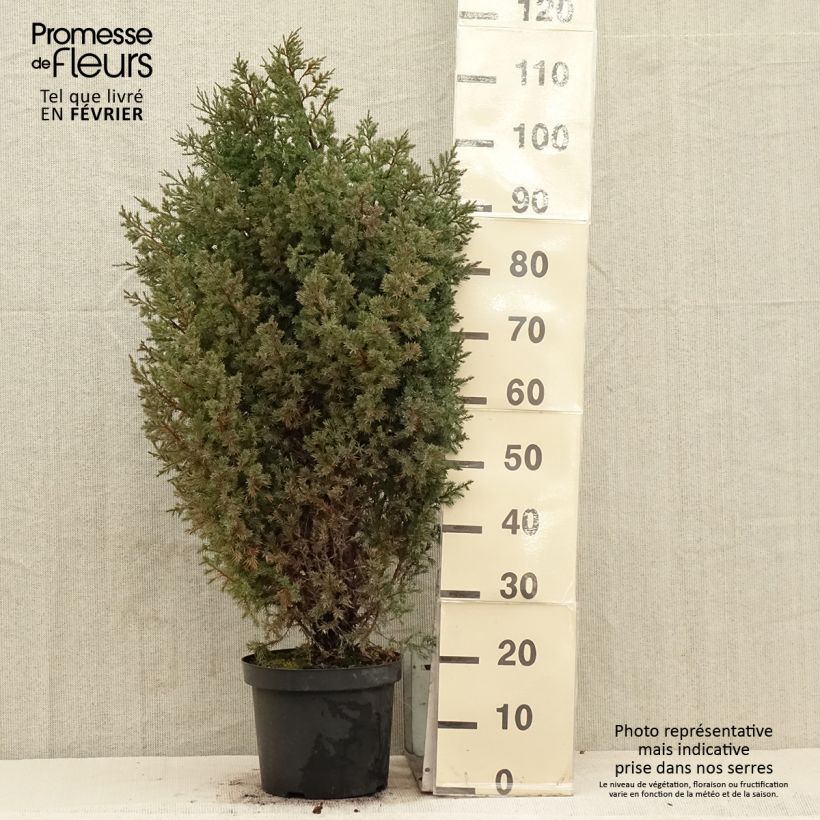 Juniperus chinensis Stricta 7.5L/10L pot sample as delivered in winter