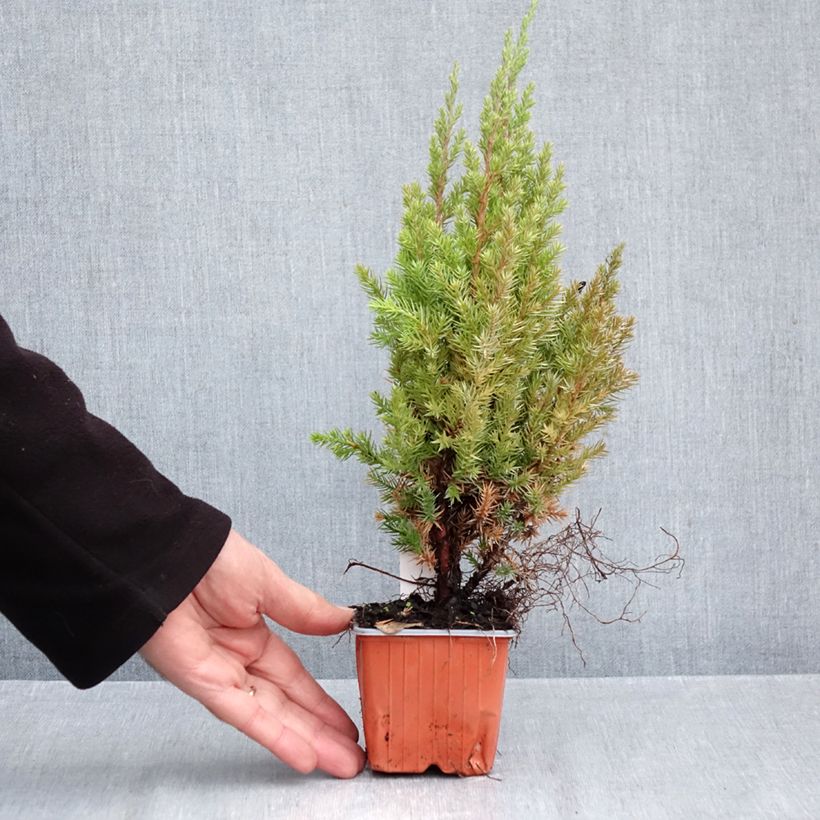 Juniperus chinensis Stricta 8/9 cm pot sample as delivered in autumn