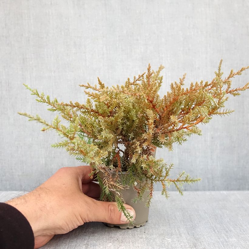 Juniperus pfitzeriana Compacta 8/9 cm pot sample as delivered in autumn