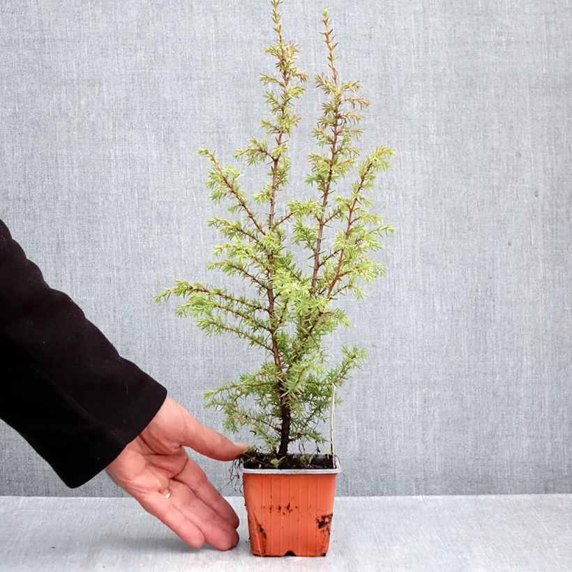 Juniperus communis Suecica 8/9 cm pot sample as delivered in autumn
