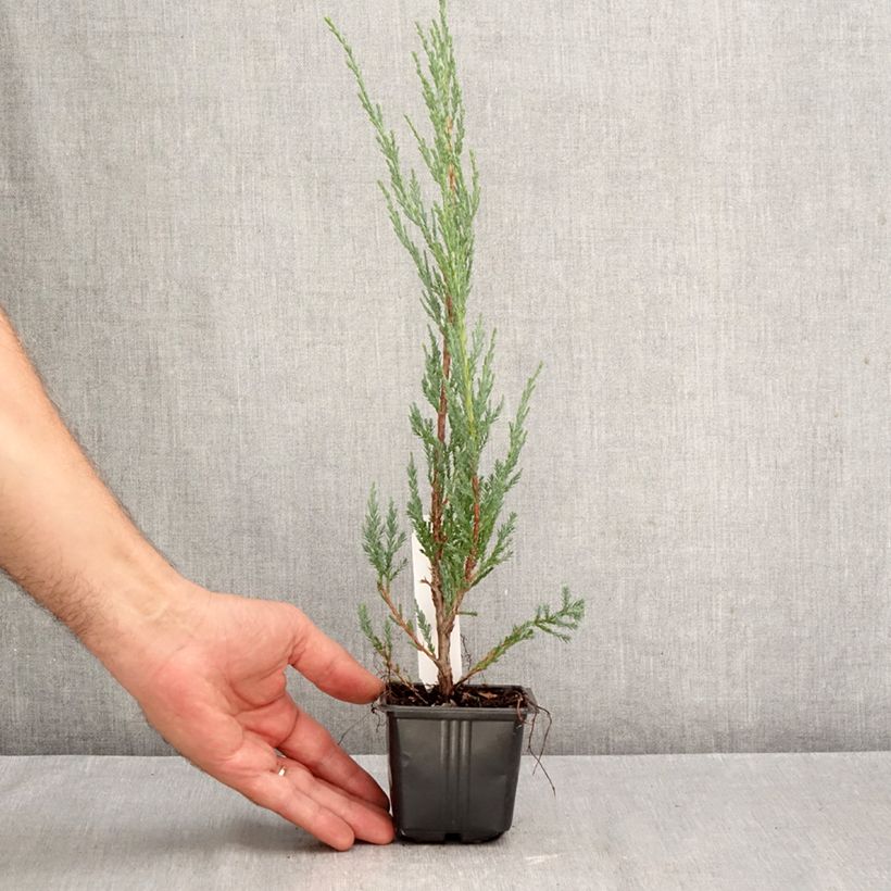 Virginia Juniper - Juniperus scopulorum Blue Arrow 8/9 cm pot sample as delivered in autumn