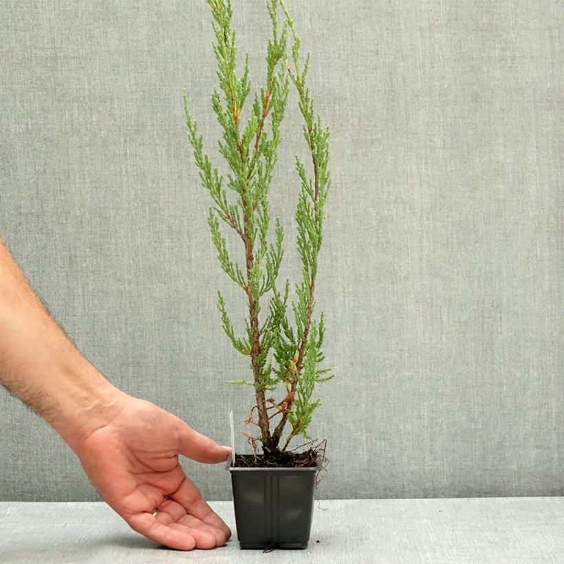 Genévrier de Virginie -Juniperus scopulorum Blue Arrow Godet de 8/9 cm sample as delivered in summer