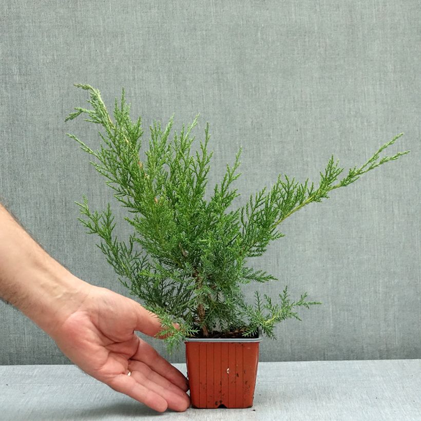 Juniperus virginiana - Eastern red cedar 8/9 cm pot sample as delivered in autumn