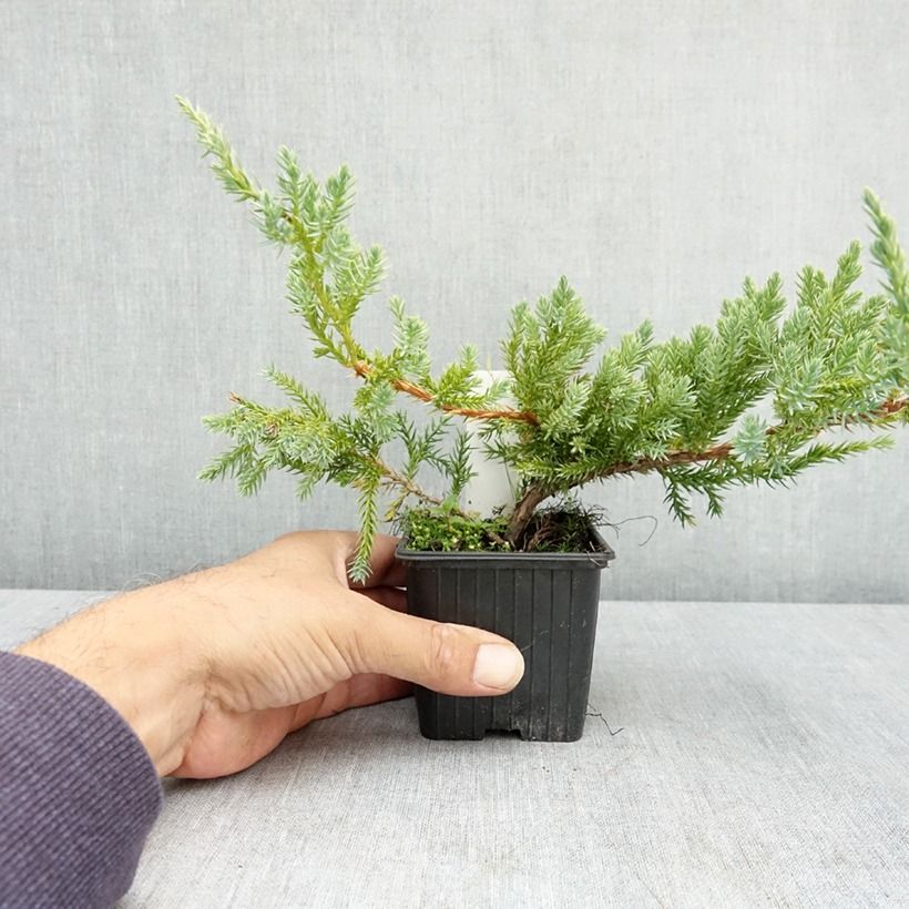 Juniperus squamata Blue Carpet 7/8 cm pot sample as delivered in summer