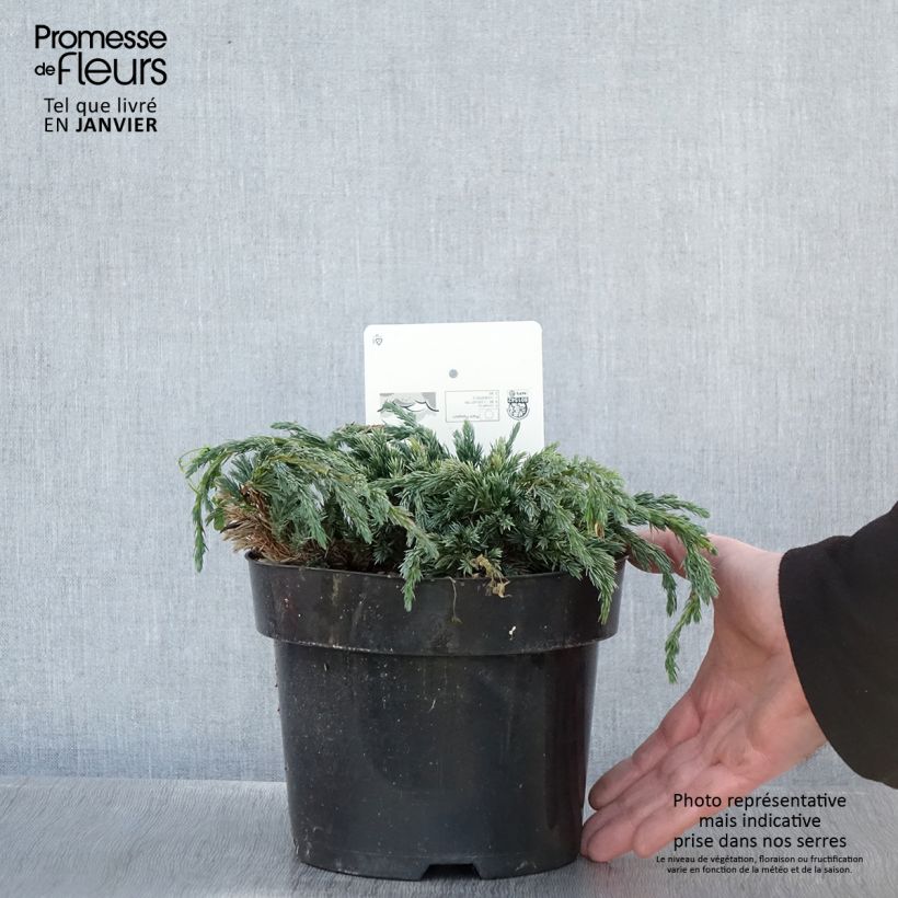 Juniperus squamata Blue Spider 2L/3L pot sample as delivered in winter
