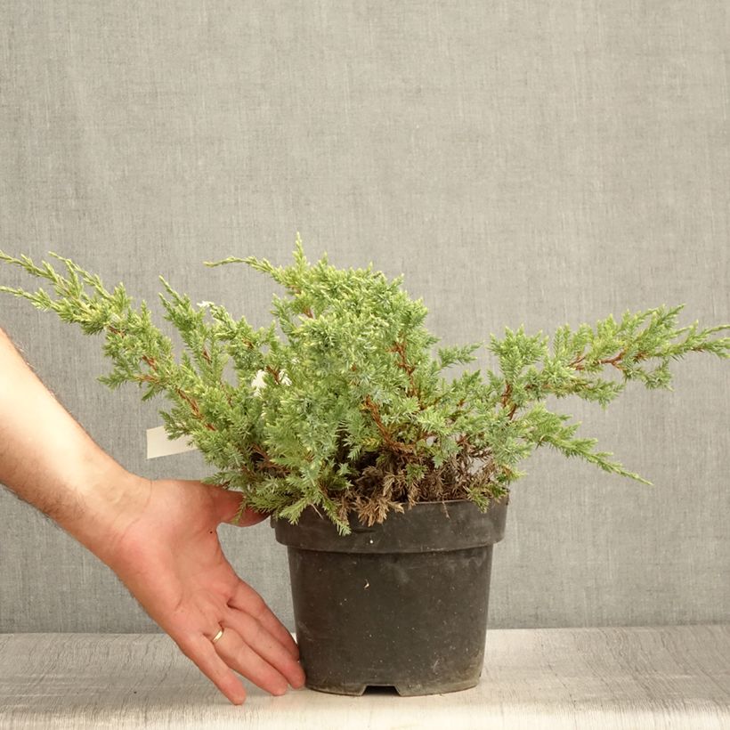 Juniperus squamata Dream Joy 2L/3L pot sample as delivered in summer