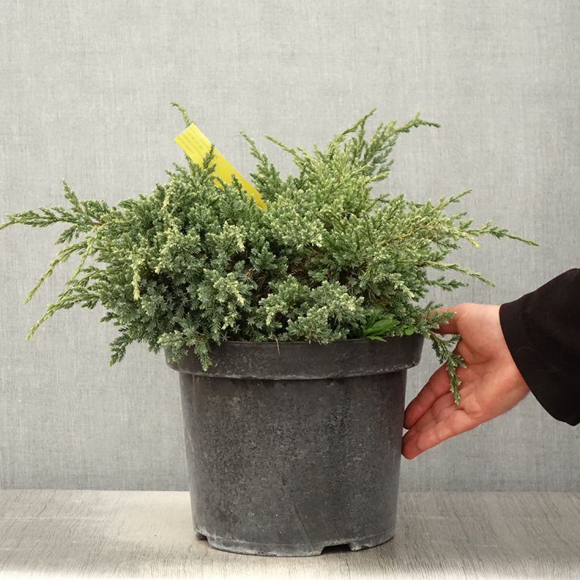 Juniperus squamata Dream Joy 7.5L/10L pot sample as delivered in spring