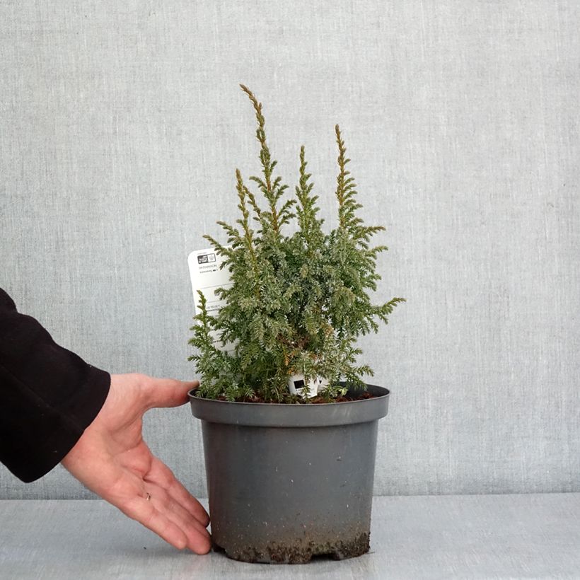 Juniperus squamata Loderi 2L/3L pot sample as delivered in winter