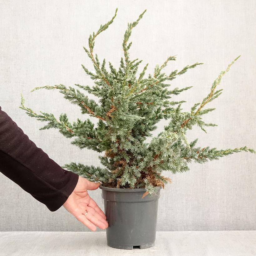 Juniperus squamata Meyeri 3L/4L pot sample as delivered in autumn