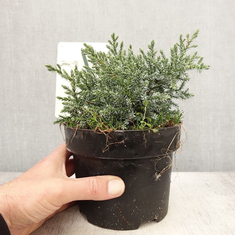 Juniperus squamata Tropical Blue 2L/3L pot sample as delivered in spring