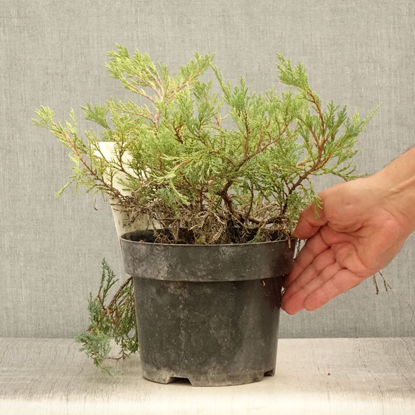 Juniperus horizontalis Agnieszka - Creeping Juniper 2L/3L pot sample as delivered in summer