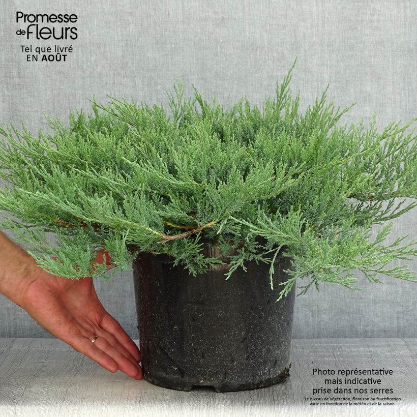 Juniperus horizontalis Agnieszka - Creeping Juniper 7.5L/10L pot sample as delivered in summer