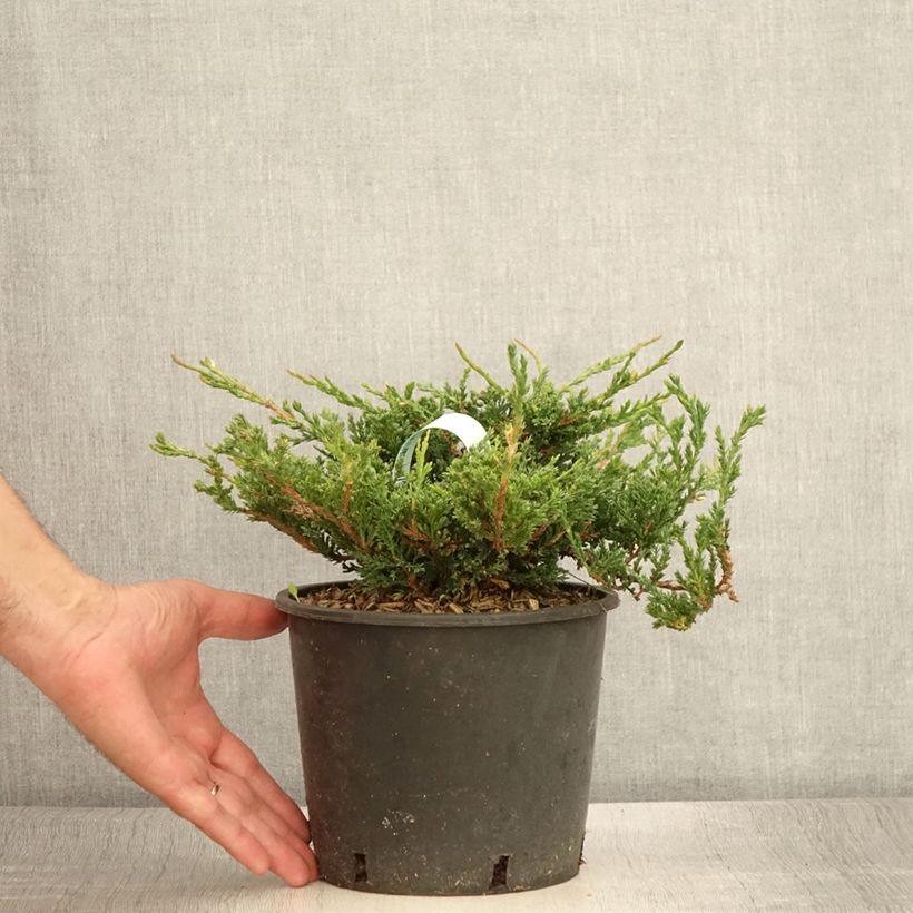 Juniperus horizontalis Prince Of Wales 2L/3L pot sample as delivered in summer