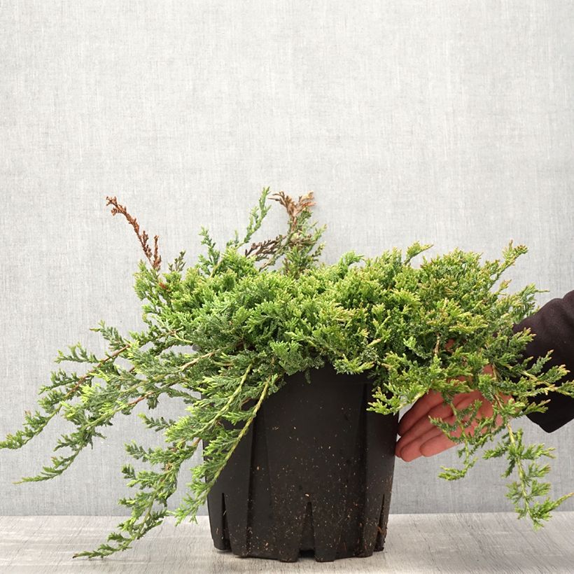 Juniperus horizontalis Prince Of Wales 7.5L/10L pot sample as delivered in spring